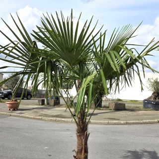 Hanfpalme "Trachycarpus Fortunei" (Nr.31) 60cm Stammhöhe - 200cm hoch