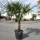 Hanfpalme "Trachycarpus Fortunei" (Nr.31) 60cm Stammhöhe - 200cm hoch