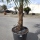 Hanfpalme "Trachycarpus Fortunei" (Nr.31) 60cm Stammhöhe - 200cm hoch
