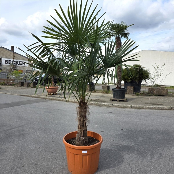 Hanfpalme "Trachycarpus Fortunei" (Nr.32) 60cm Stammhöhe - 200cm hoch