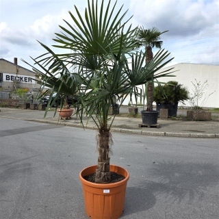 Hanfpalme "Trachycarpus Fortunei" (Nr.32) 60cm...