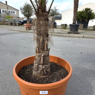 Hanfpalme "Trachycarpus Fortunei" (Nr.32) 60cm...