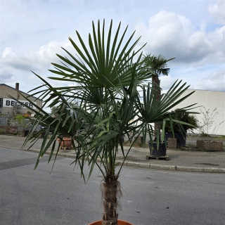Hanfpalme "Trachycarpus Fortunei" (Nr.32) 60cm Stammhöhe - 200cm hoch