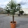 Hanfpalme "Trachycarpus Fortunei" (Nr.32) 60cm Stammhöhe - 200cm hoch