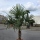 Hanfpalme "Trachycarpus Fortunei" (Nr.32) 60cm Stammhöhe - 200cm hoch