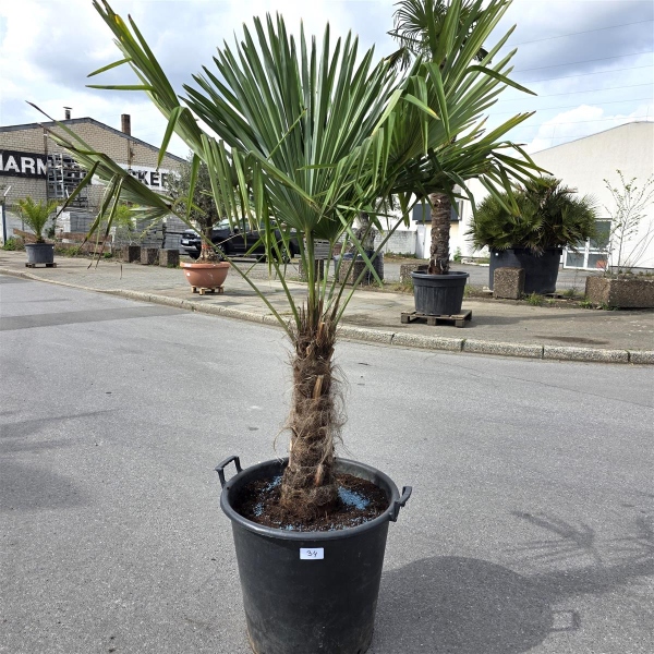Hanfpalme "Trachycarpus Fortunei" (Nr.34) 50cm Stammhöhe - 190cm hoch
