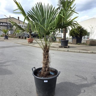 Hanfpalme "Trachycarpus Fortunei" (Nr.34) 50cm...