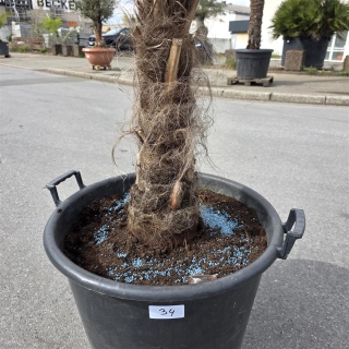 Hanfpalme "Trachycarpus Fortunei" (Nr.34) 50cm Stammhöhe - 190cm hoch