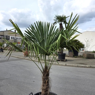 Hanfpalme "Trachycarpus Fortunei" (Nr.34) 50cm Stammhöhe - 190cm hoch