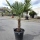 Hanfpalme "Trachycarpus Fortunei" (Nr.34) 50cm Stammhöhe - 190cm hoch