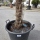 Hanfpalme "Trachycarpus Fortunei" (Nr.34) 50cm Stammhöhe - 190cm hoch
