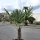 Hanfpalme "Trachycarpus Fortunei" (Nr.34) 50cm Stammhöhe - 190cm hoch